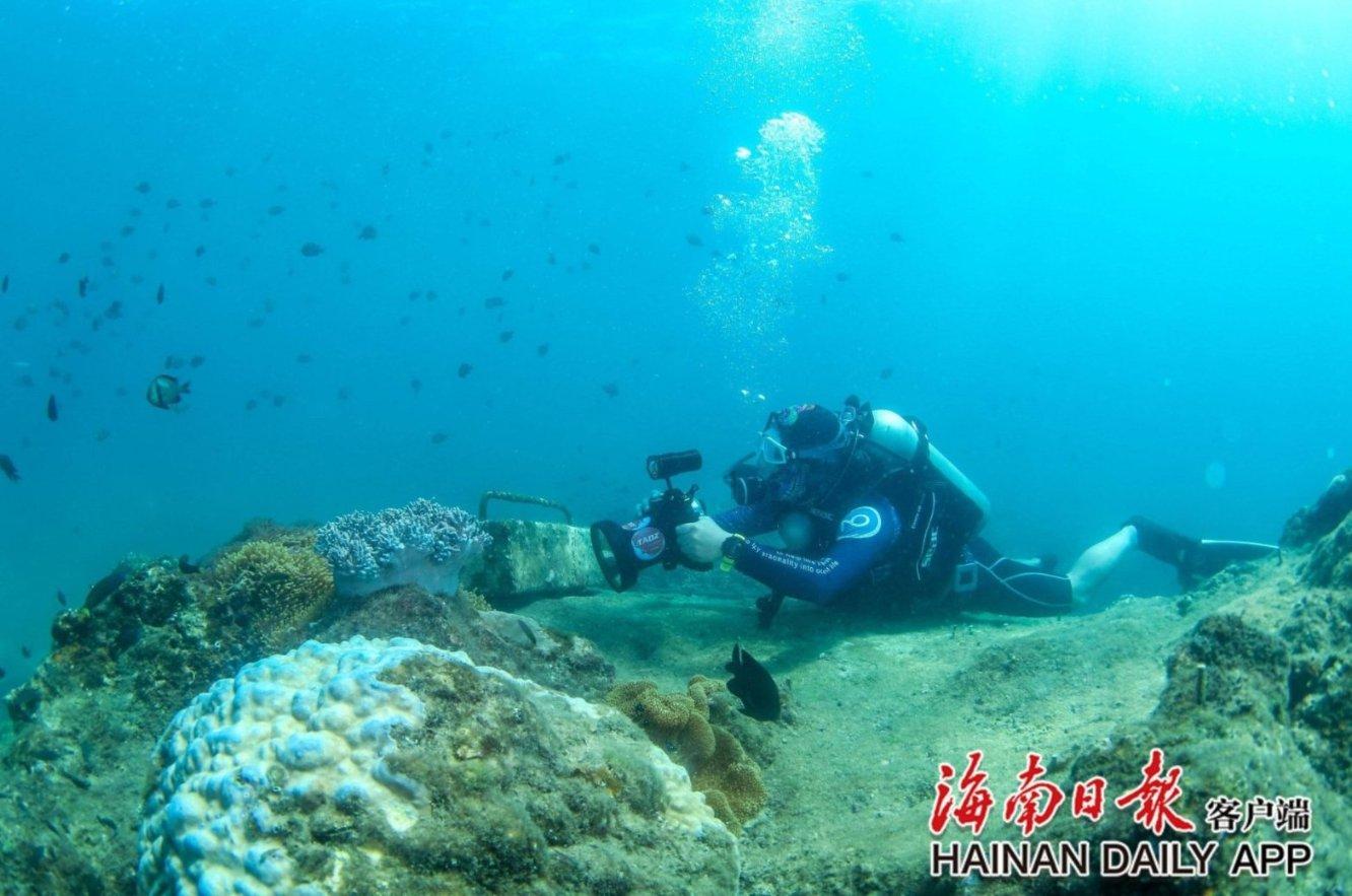 金牌保镖熊先生